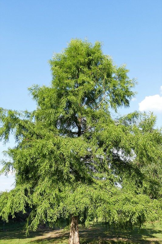 Taxodium distichum树